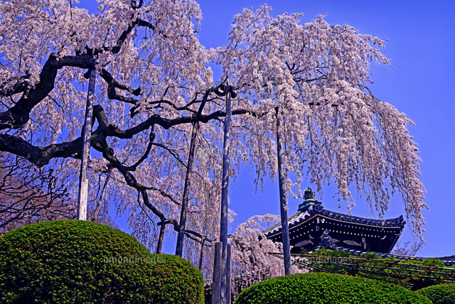 善峯寺 桜 の写真素材 イラスト素材 アマナイメージズ