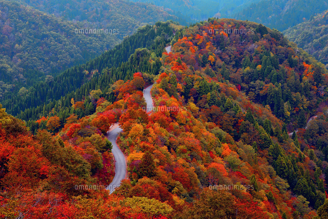 小入峠 紅葉[22456001547]の写真・イラスト素材｜アマナイメージズ