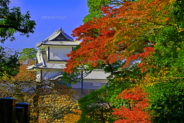 金沢城 紅葉 の写真素材 イラスト素材 アマナイメージズ 金沢城 紅葉 の写真素材 イラスト素材 アマナイメージズ