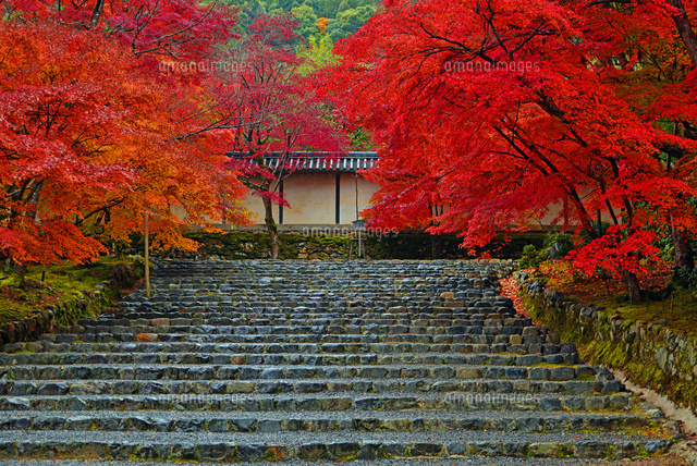 二尊院 紅葉 の写真素材 イラスト素材 アマナイメージズ