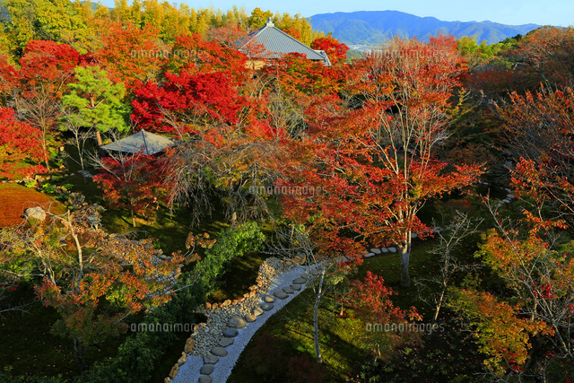 将軍塚青龍殿 紅葉 の写真素材 イラスト素材 アマナイメージズ