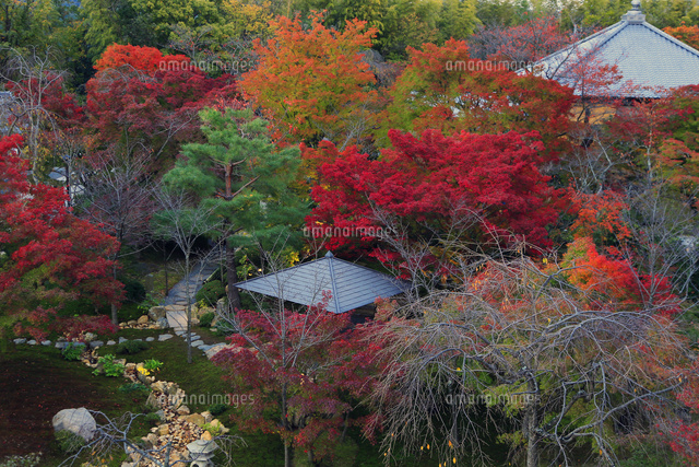 将軍塚青龍殿 紅葉 の写真素材 イラスト素材 アマナイメージズ