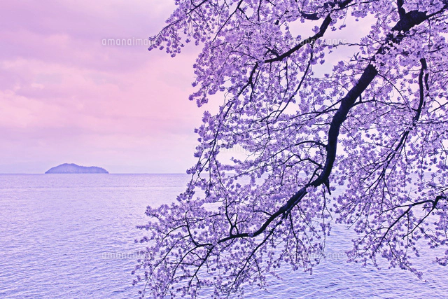 滋賀県 海津大崎 桜 朝景[22456002686]の写真・イラスト素材｜アマナ