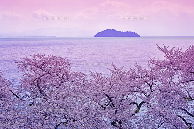 絵画　吉野晁生（よしのあさお）　タイトル「海津大崎の桜」 海津大崎 絵画