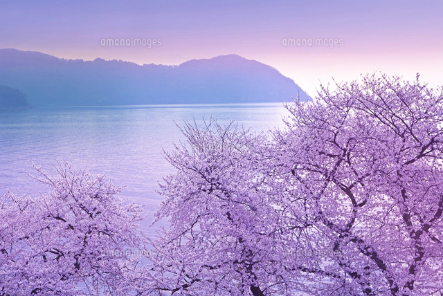 滋賀県 海津大崎 桜 朝景[22456002686]の写真・イラスト素材｜アマナ