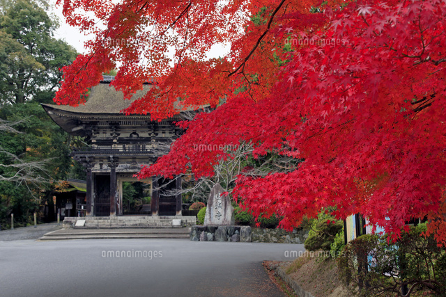 滋賀県 三井寺 紅葉 の写真素材 イラスト素材 アマナイメージズ