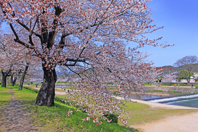 京都府 賀茂川 桜 の写真素材 イラスト素材 アマナイメージズ