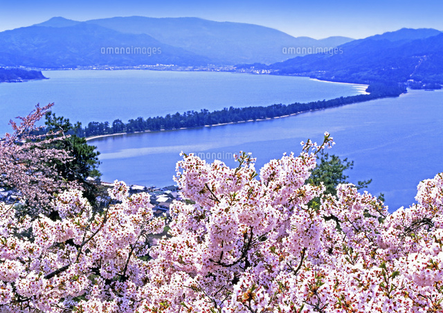 日本三景 天橋立 桜[22456002958]の写真・イラスト素材｜アマナイメージズ