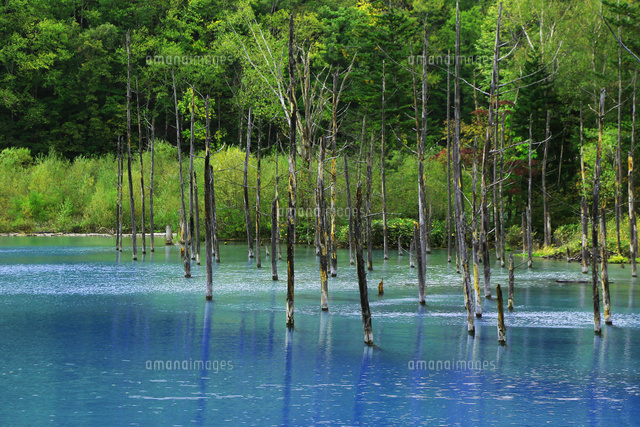 北海道 美瑛町 青い池 の写真素材 イラスト素材 アマナイメージズ