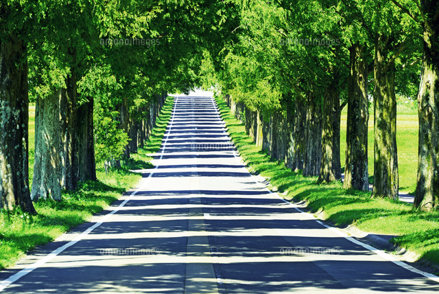 滋賀県 メタセコイア並木[22456003866]の写真・イラスト素材｜アマナ