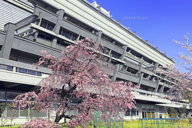 京都府 国立京都国際会館 桜 の写真素材 イラスト素材 アマナイメージズ