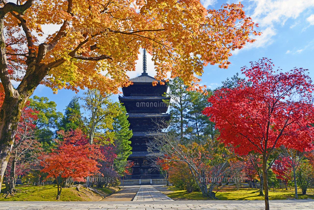 京都府 仁和寺 五重塔 紅葉[22456004364]の写真・イラスト素材｜アマナ