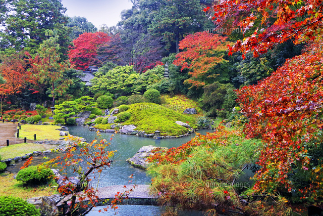 京都府 秋の青蓮院 庭園[22456004465]の写真・イラスト素材｜アマナ