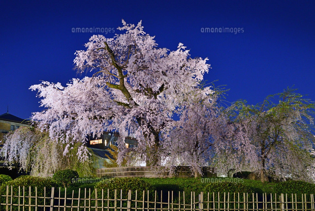 京都府 京都市 円山公園の祇園枝垂桜 夜景[22456004769]の写真