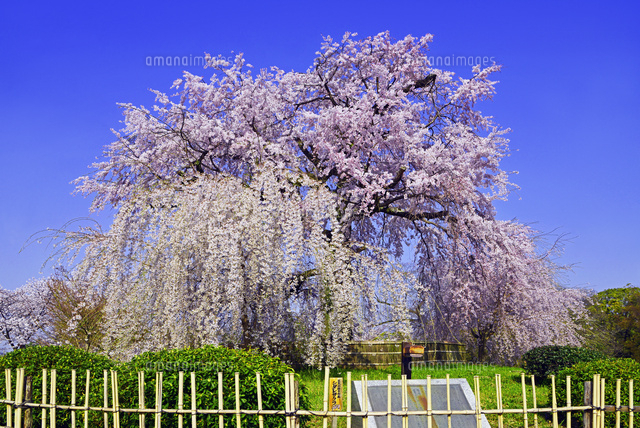 【枝垂れ桜図】浜孤嘯 2684 京都円山公園 掛け軸 肉筆 共箱 真作] [S8] 平林大虚「枝垂れ桜」絹本 肉筆 合箱 春景 花鳥図