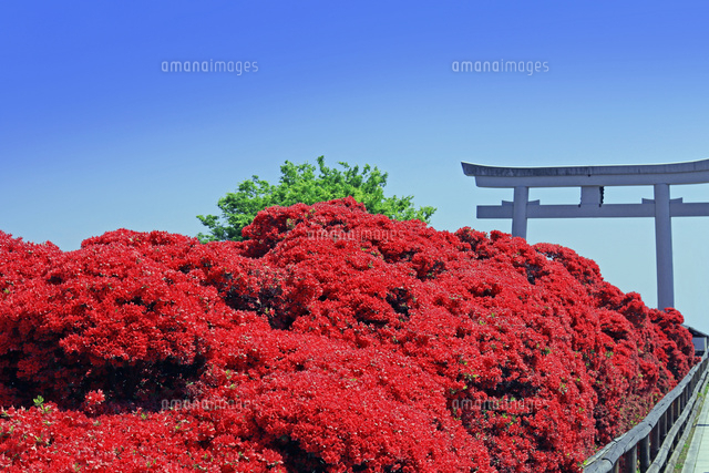 京都府 長岡京市 長岡天満宮 キリシマツツジ の写真素材 イラスト素材 アマナイメージズ