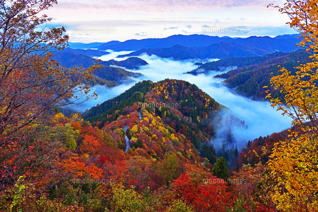 滋賀県 錦秋のおにゅう峠より雲海の山並み 朝景[22456005980]の写真