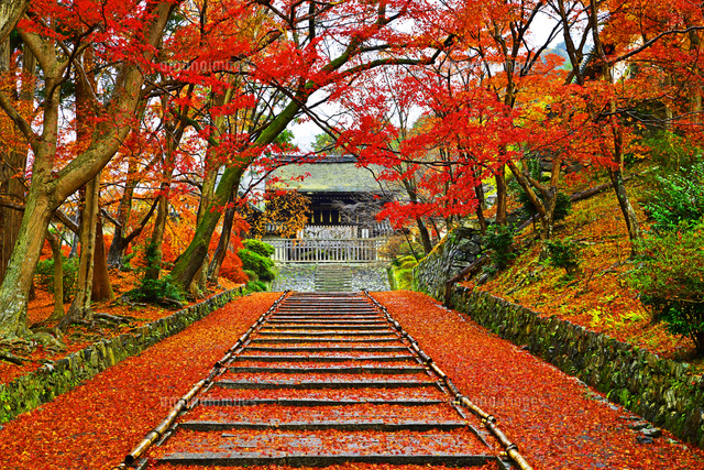 京都府 京都市 毘沙門堂 参道の敷き紅葉と勅使門[22456006001]の写真