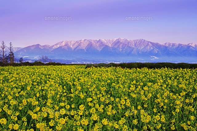 滋賀県 守山市 朝焼けの比良山と菜の花畑 の写真素材 イラスト素材 アマナイメージズ