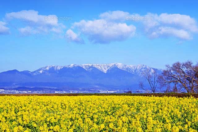 滋賀県 守山市 比良山と菜の花畑 の写真素材 イラスト素材 アマナイメージズ