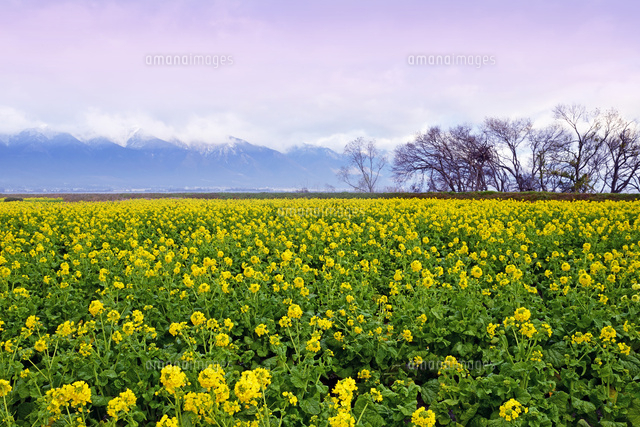 滋賀県 守山市 なぎさ公園 菜の花と比良連峰 朝景 の写真素材 イラスト素材 アマナイメージズ