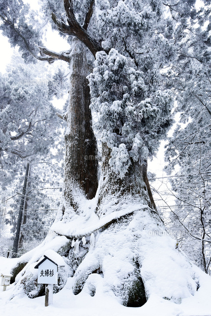 奈良県 御所市 雪景色の金剛山 夫婦杉 22456006410 の写真素材 イラスト素材 アマナイメージズ