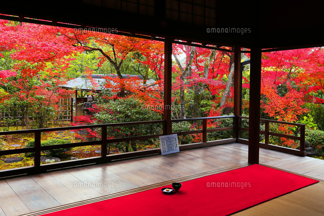 京都府 京都市 秋の大法院 庭園 の写真素材 イラスト素材 アマナイメージズ