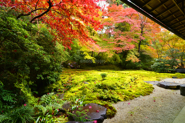 油絵・風景画 京都 瑠璃光院 紅葉 瑠璃光院 紅葉