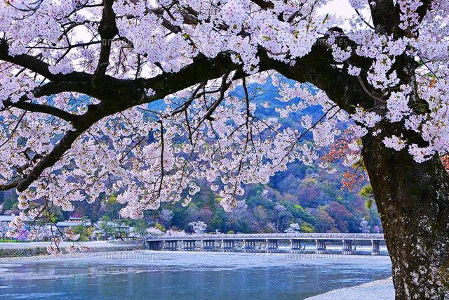 京都府 京都市 渡月橋 桜 の写真素材 イラスト素材 アマナイメージズ