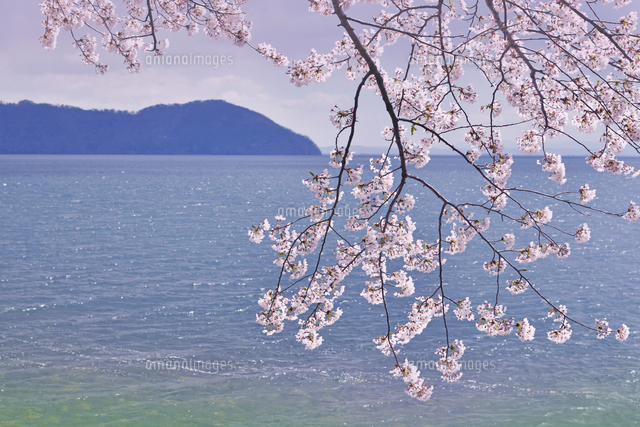 滋賀県 高島市 海津大崎の桜[22456006962]の写真・イラスト素材