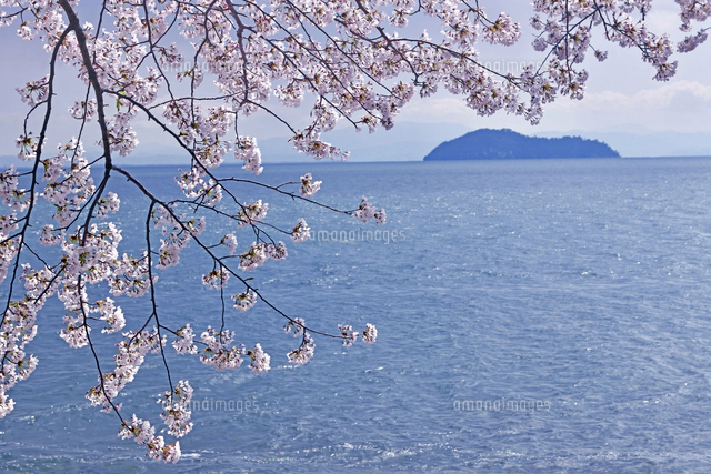 海桜 滋賀県 高島市 海津大崎の桜[22456006962]の写真・イラスト素材