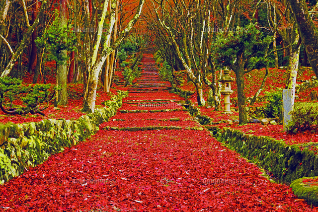 滋賀県 長浜市 鶏足寺 敷き紅葉[22456006988]の写真・イラスト素材