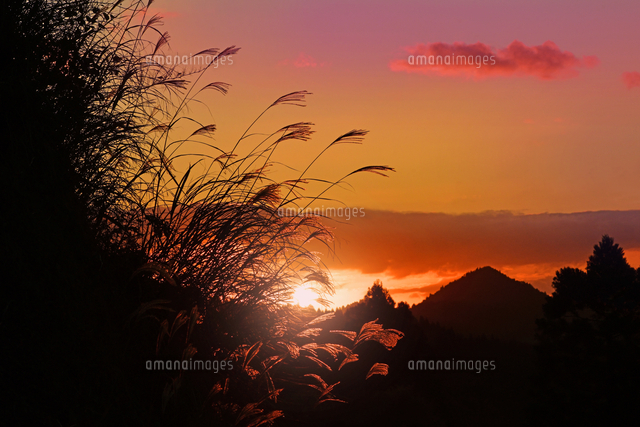 秋の夕暮れ 滋賀県 高島市 秋の夕暮れ[22456007274]の写真・イラスト素材｜アマナ