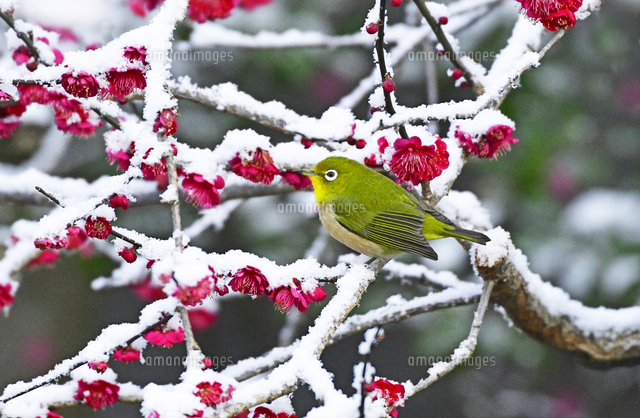 京都府 京都市 紅梅とメジロ 雪[22456007285]の写真・イラスト素材