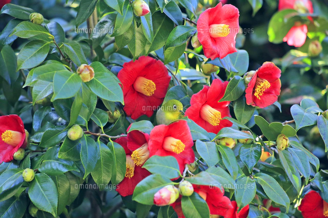 京都府 京都市 紅梅とメジロ 雪[22456007285]の写真・イラスト素材