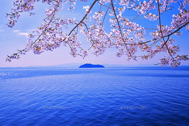 滋賀県 高島市 海津大崎 桜[22456007298]の写真・イラスト素材｜アマナ