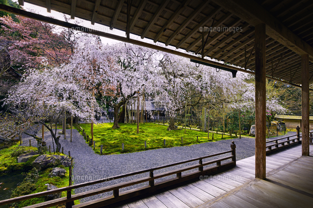 徳力富吉郎 　　常照光寺九重桜 常照皇寺の九重桜 | いけいけけいほく 京都京北ナビ