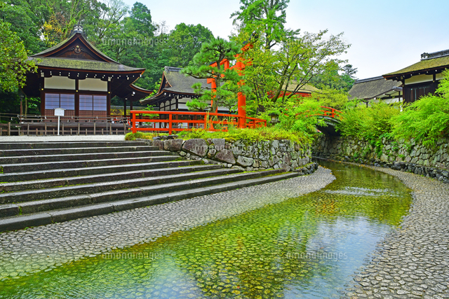 京都府 京都市 下鴨神社 御手洗川[22456008301]の写真・イラスト素材