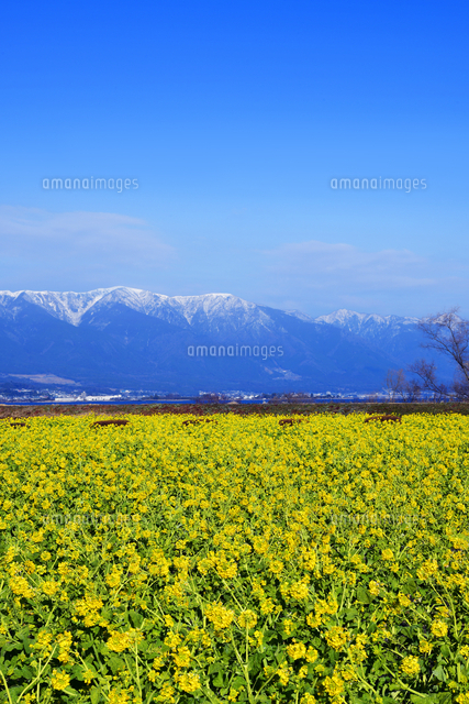 なぎさ公園 菜の花と比良連峰 滋賀県 守山市 の写真素材 イラスト素材 アマナイメージズ