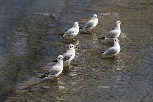 ユリカモメ 鳥 京都府 京都市 の写真素材 イラスト素材 アマナイメージズ