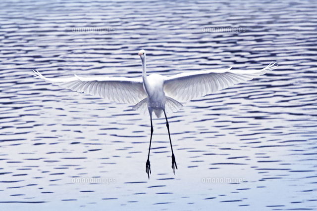 白鷺 飛翔 京都府 京都市[22456008596]の写真・イラスト素材｜アマナ