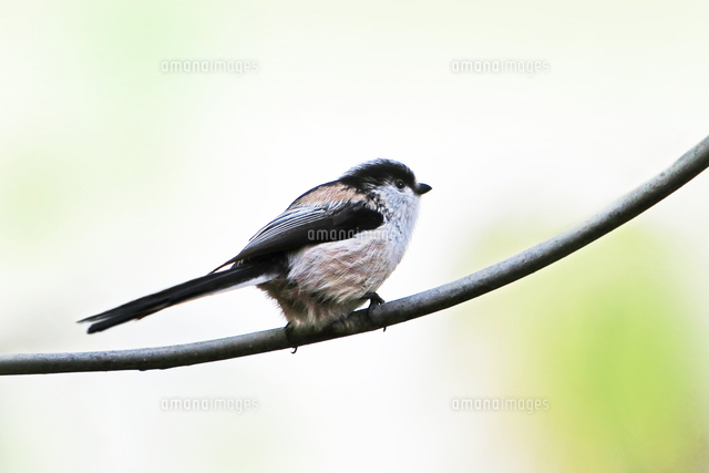 野鳥 エナガ 京都府 京都市 の写真素材 イラスト素材 アマナイメージズ