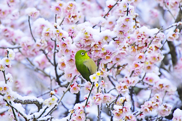 野鳥 メジロ 梅 雪 京都府 京都市[22456008658]の写真・イラスト素材