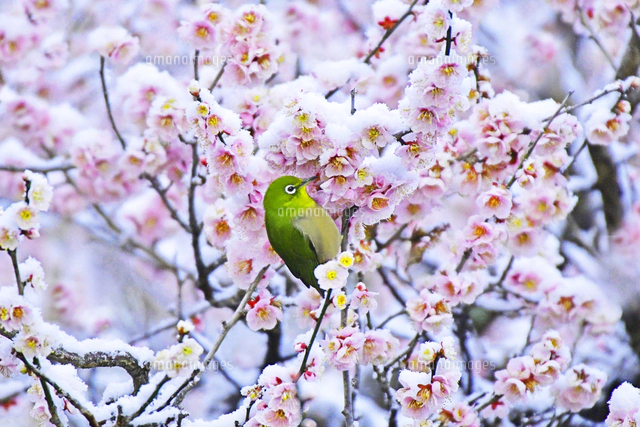 野鳥 メジロ 梅 雪 京都府 京都市[22456008657]の写真・イラスト素材