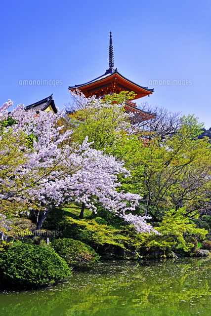 春の清水寺 庭園 三重塔 京都府 京都市 の写真素材 イラスト素材 アマナイメージズ