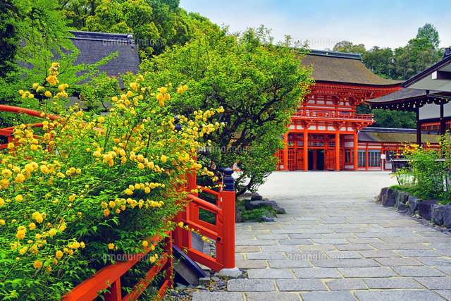 ヤマブキの花咲く松尾大社 京都府 京都市[22456008890]の写真