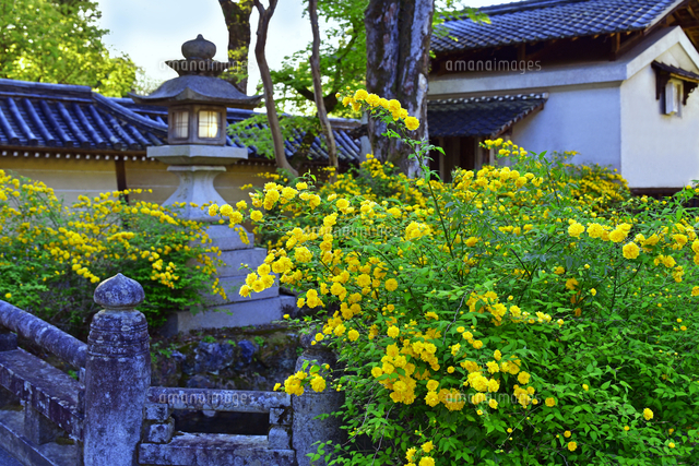 ヤマブキの花咲く松尾大社 京都府 京都市[22456008890]の写真