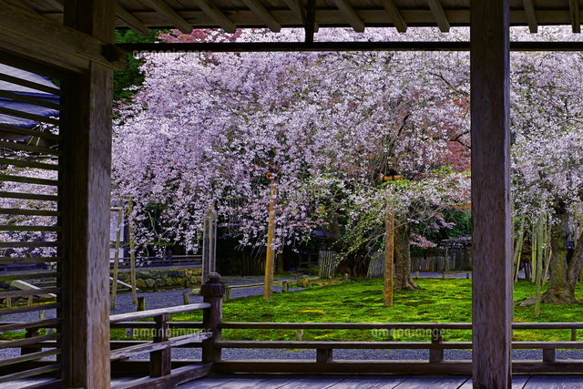 桜咲く常照皇寺 九重桜 京都府 京都市[22456008973]の写真・イラスト