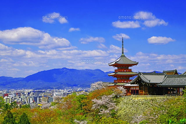 桜咲く清水寺 三重塔 京都府 京都市[22456008980]の写真・イラスト素材