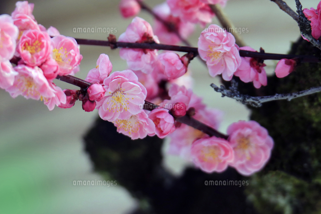 梅の花 京都府 京都市[22456009045]の写真・イラスト素材｜アマナ